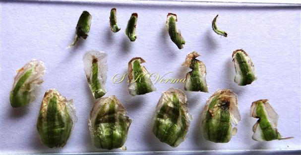  Phyllaries-outer small linear, middle oblong and innermost broadly oblong